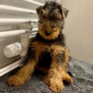 WELSH TERRIER PUPPIES BROWN-BLACK