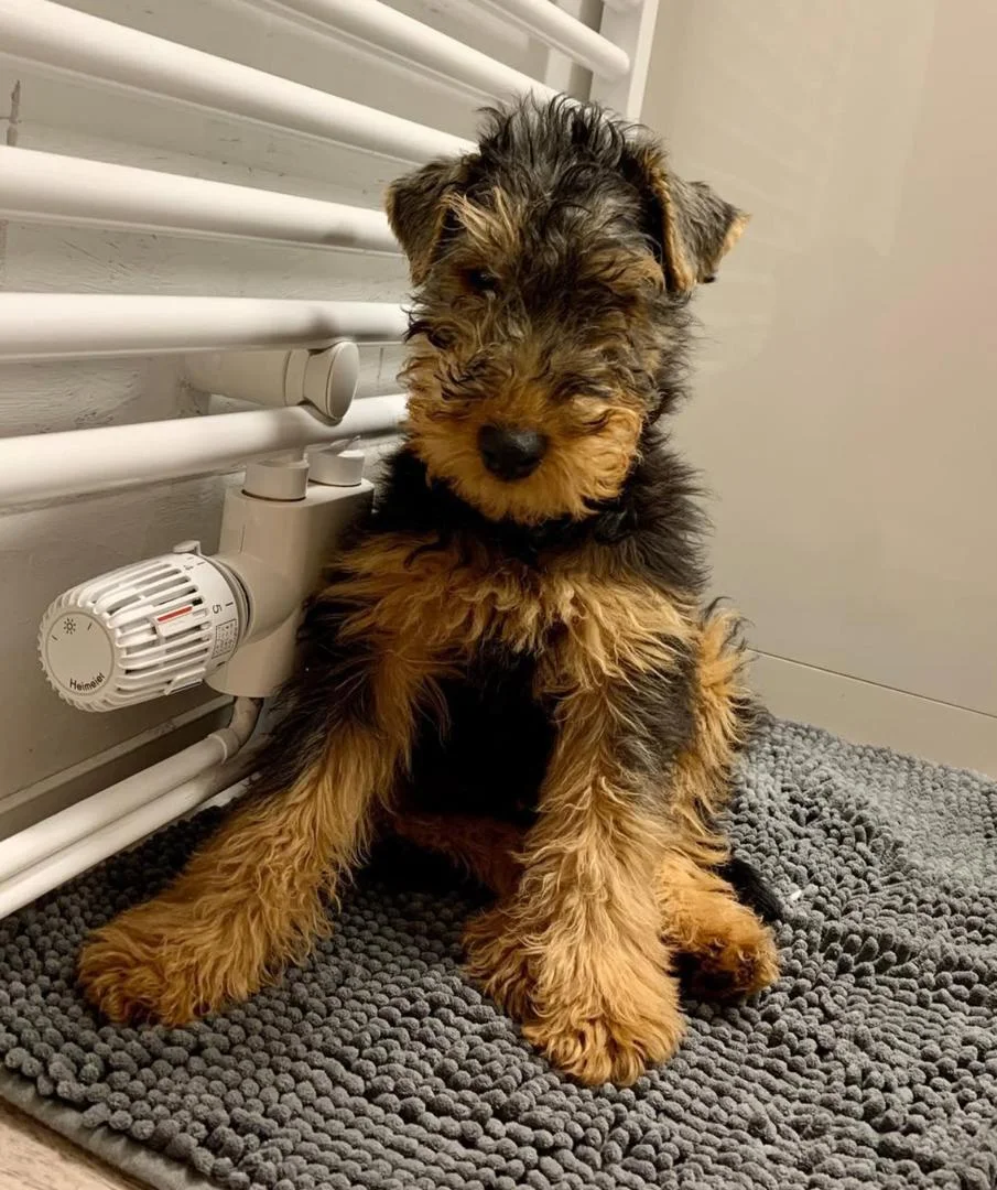 WELSH TERRIER PUPPIES BROWN-BLACK