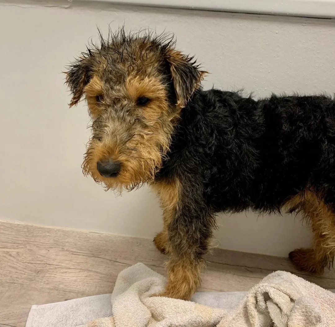 WELSH TERRIER Puppies black