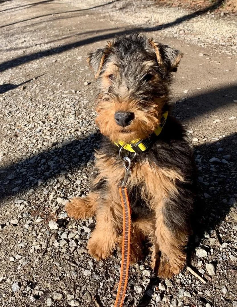 WELSH TERRIER PUPPIES BROWN-BLACK
