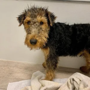 Welsh Terrier Rescue