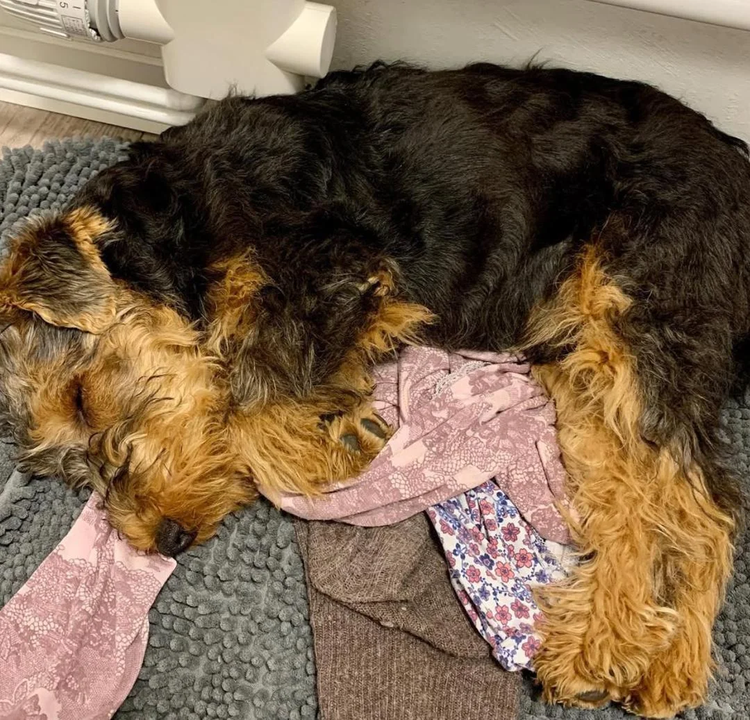 WELSH TERRIER PUPPIES BROWN-BLACK