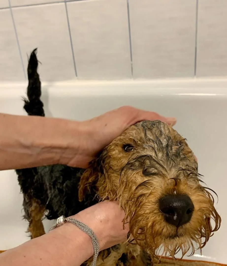 WELSH TERRIER Puppies black