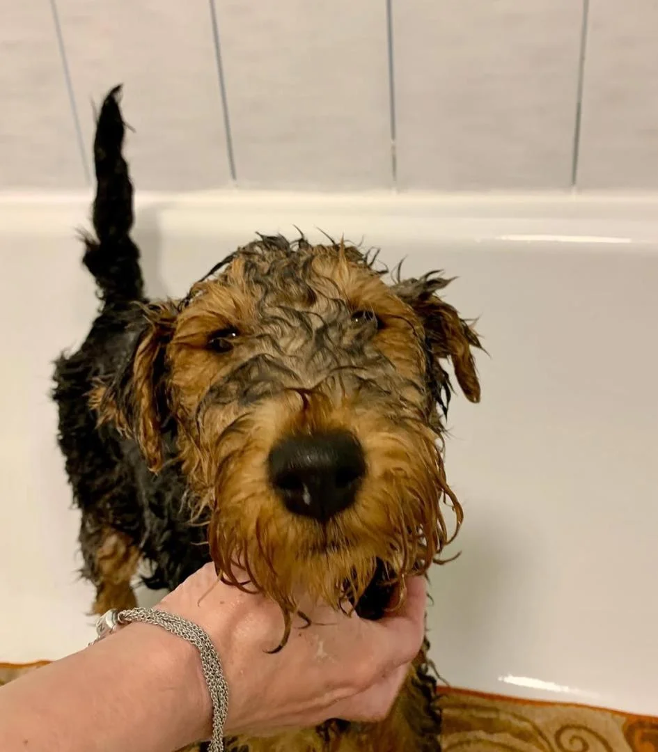 WELSH TERRIER Puppies black
