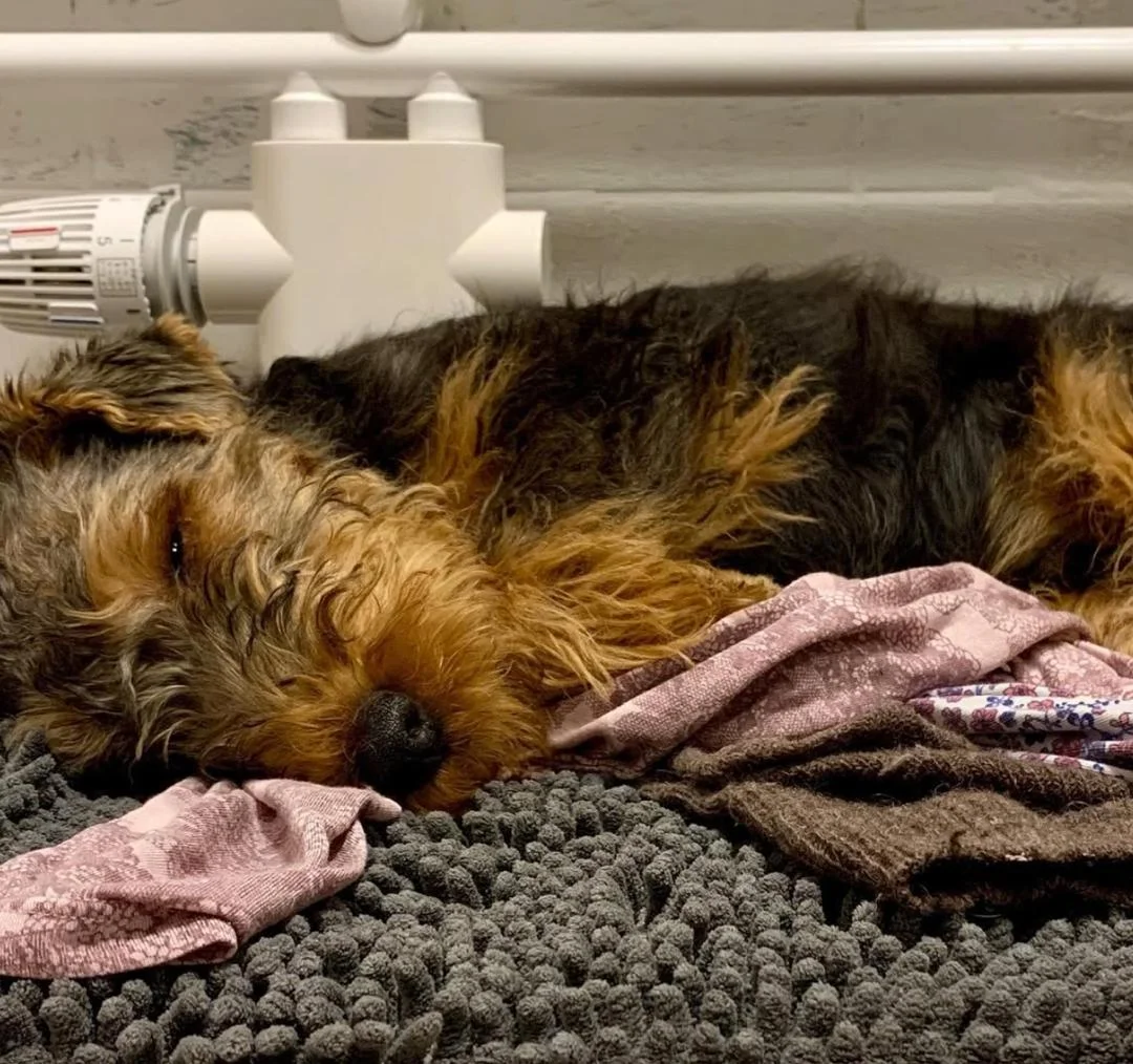 Welsh Terrier for Sale