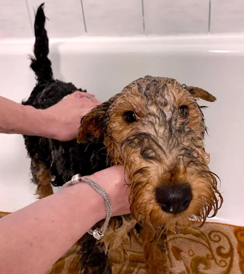 WELSH TERRIER Puppies black