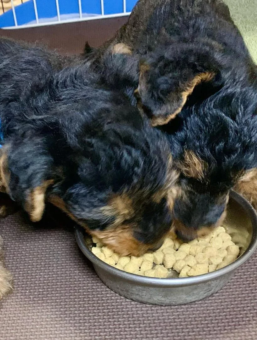 welsh terriers near me