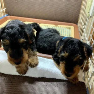 WELSH TERRIER PUPPIES BLACK 2