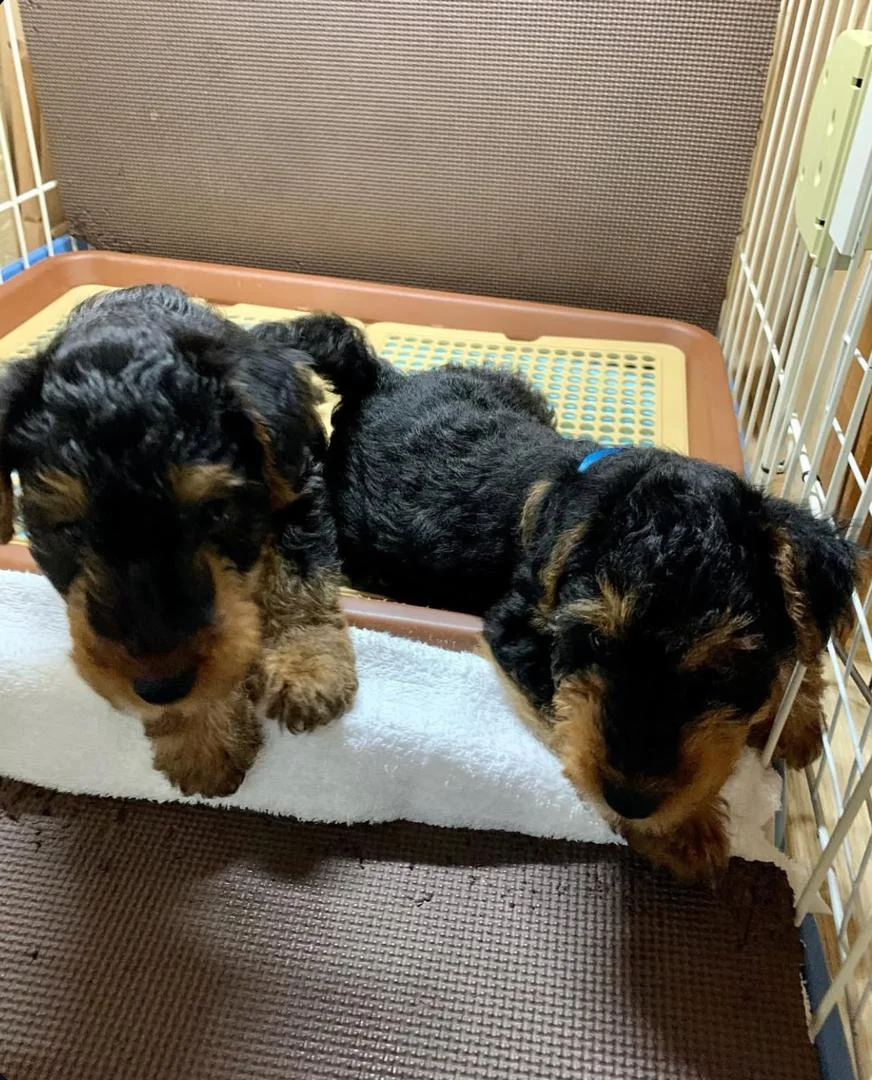 WELSH TERRIER PUPPIES BLACK 2