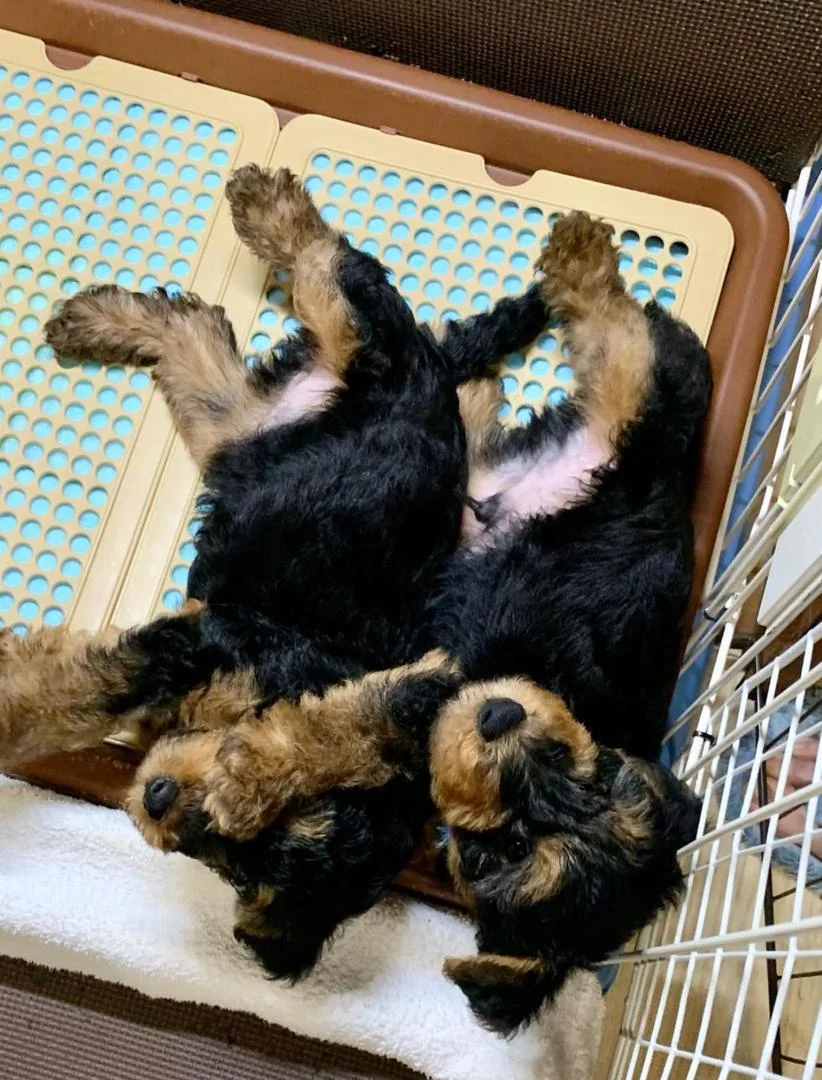 WELSH TERRIER PUPPIES BLACK 2