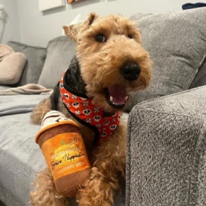 swan creek welsh terriers