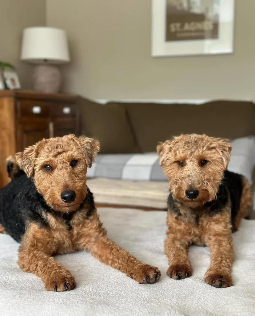 WELSH TERRIERS