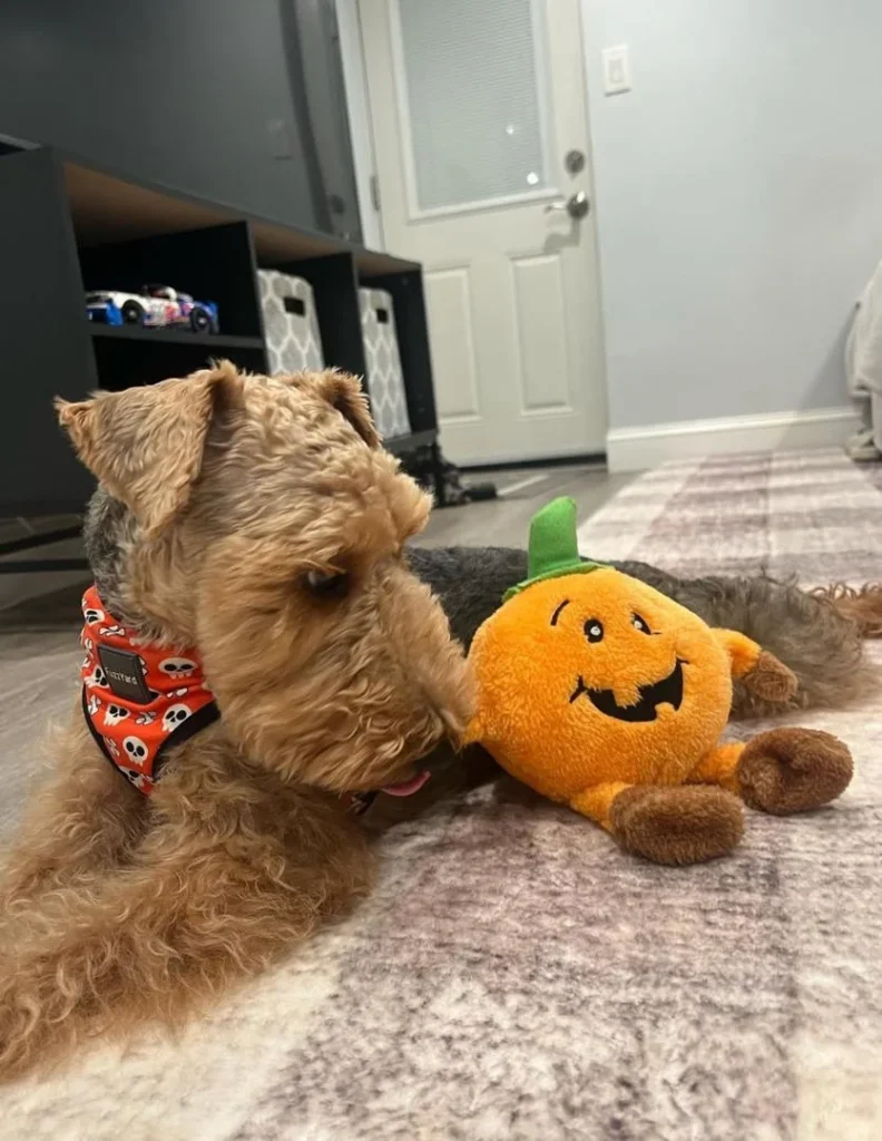 swan creek welsh terriers