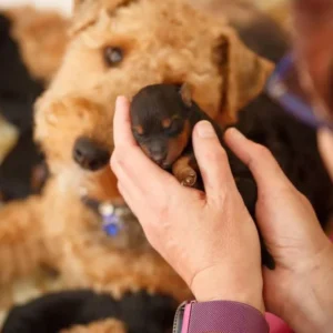 pictures of welsh terriers