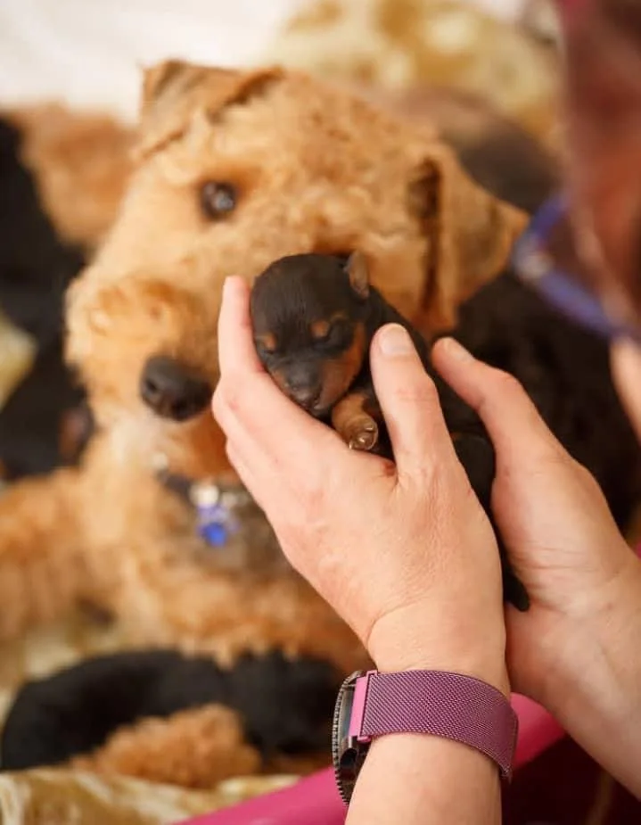 pictures of welsh terriers