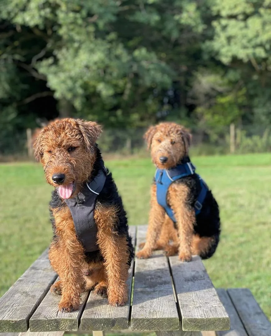 WELSH TERRIERS