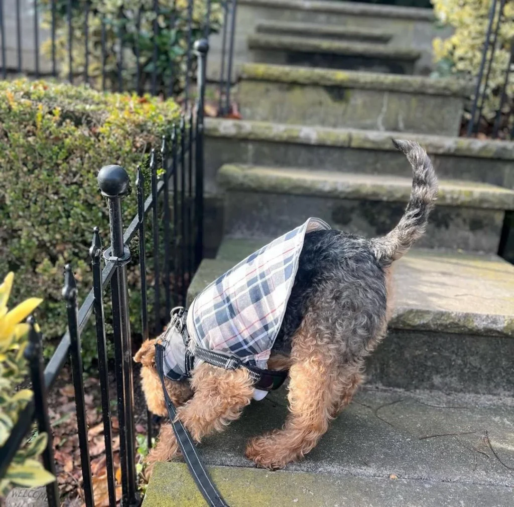 welsh terriers breeders
