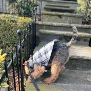 welsh terriers breeders