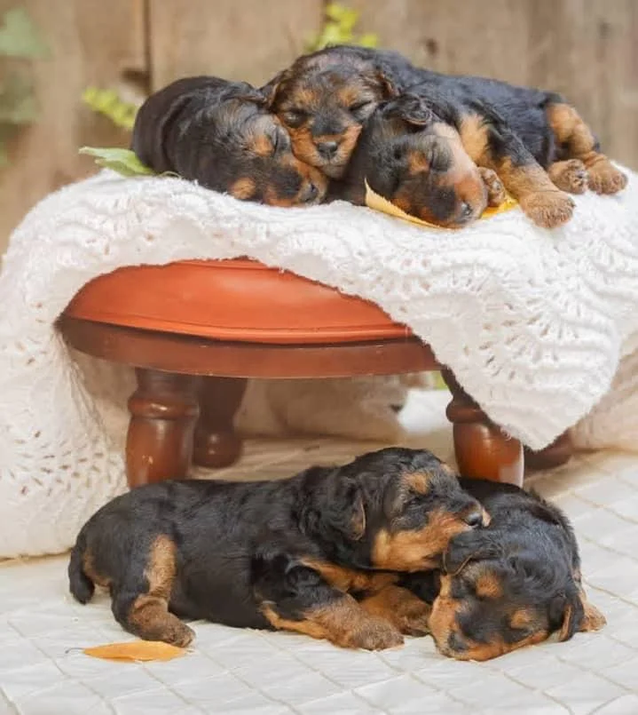 pictures of welsh terriers