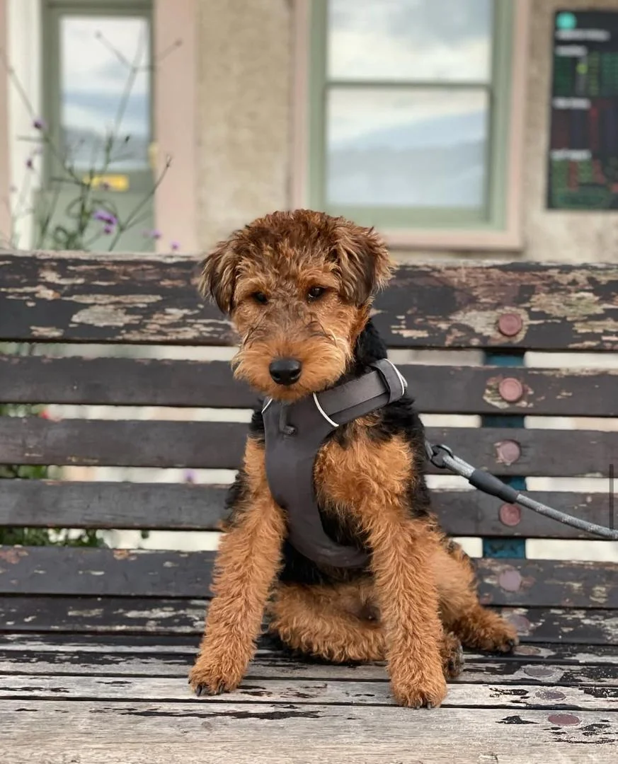 WELSH TERRIERS