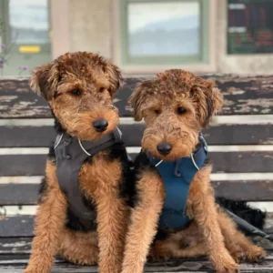 WELSH TERRIERS