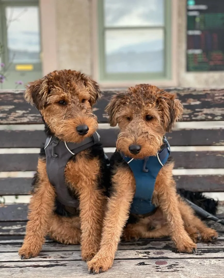 WELSH TERRIERS