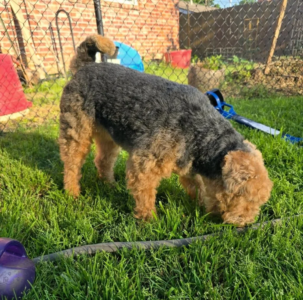 welsh terriers for adoption
