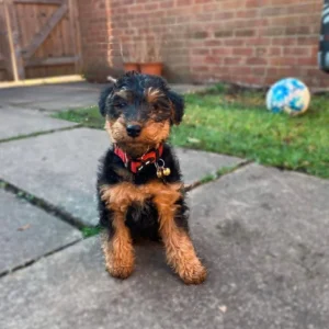 Welsh Terrier Dorti
