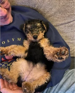 miniature welsh terrier