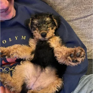 miniature welsh terrier