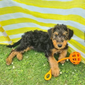 Welsh Terrier Puppies
