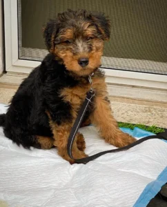 Airedale Welsh Terrier
