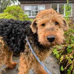Welsh Terrier Dog