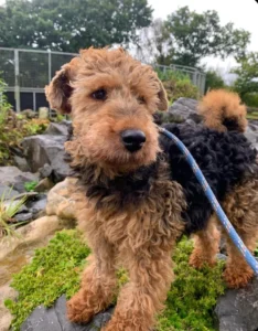 Welsh Terrier Dog