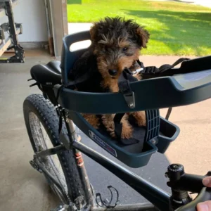 Welsh Terrier Puppies Tary