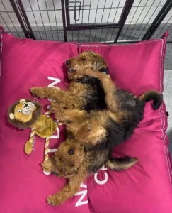 welsh terrier hypoallergenic