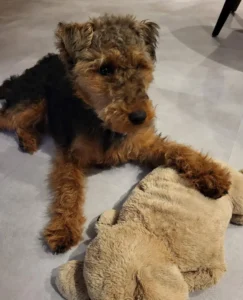 Buy Welsh Terrier puppy uk