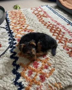 Blonde welsh terrier puppy