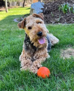 Newborn Welsh Terrier Puppies