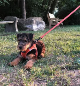 Welsh Terrier Puppy Sales