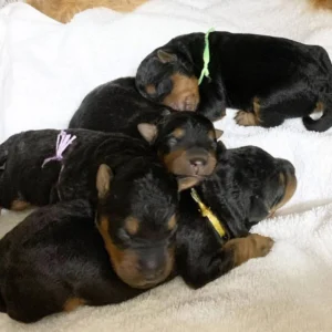 Welsh Terrier Babies