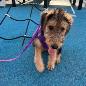 where to buy a welsh terrier puppy