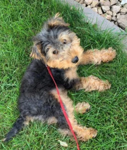 Mini Welsh Terrier Puppies