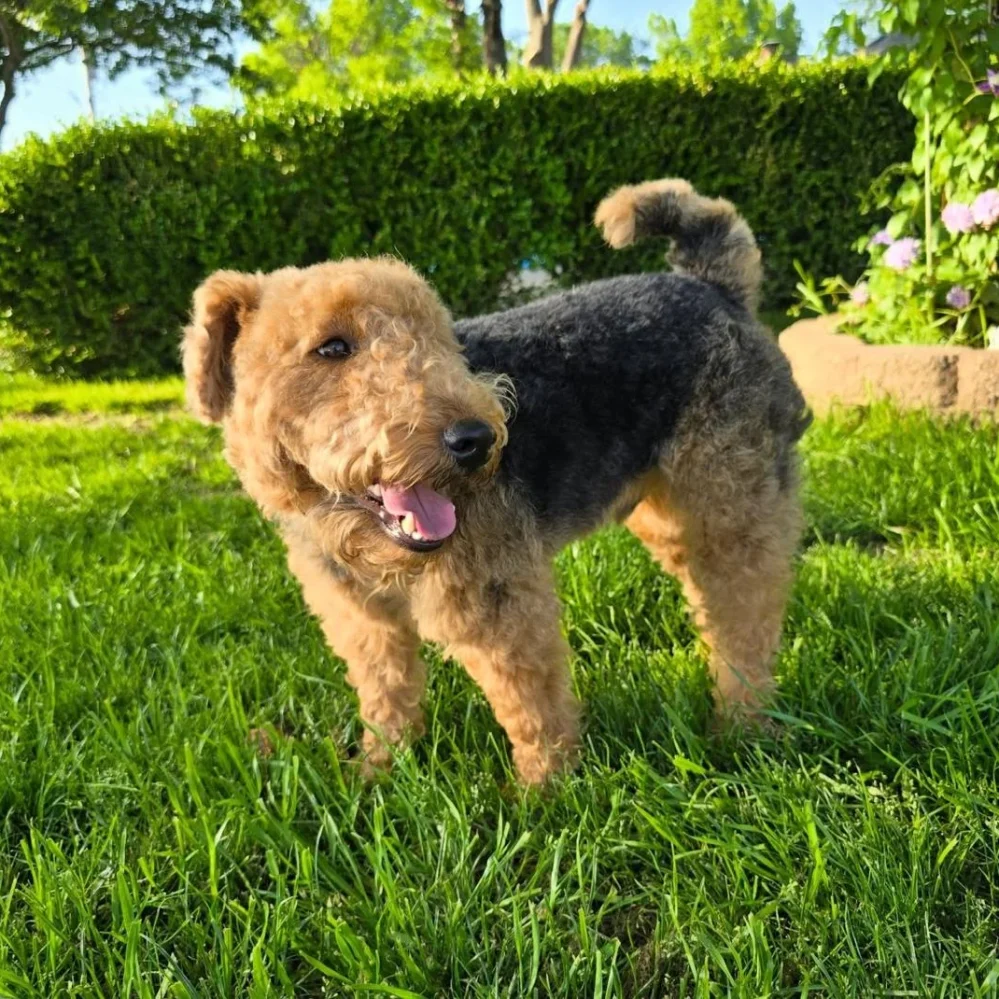 welsh terriers for adoption