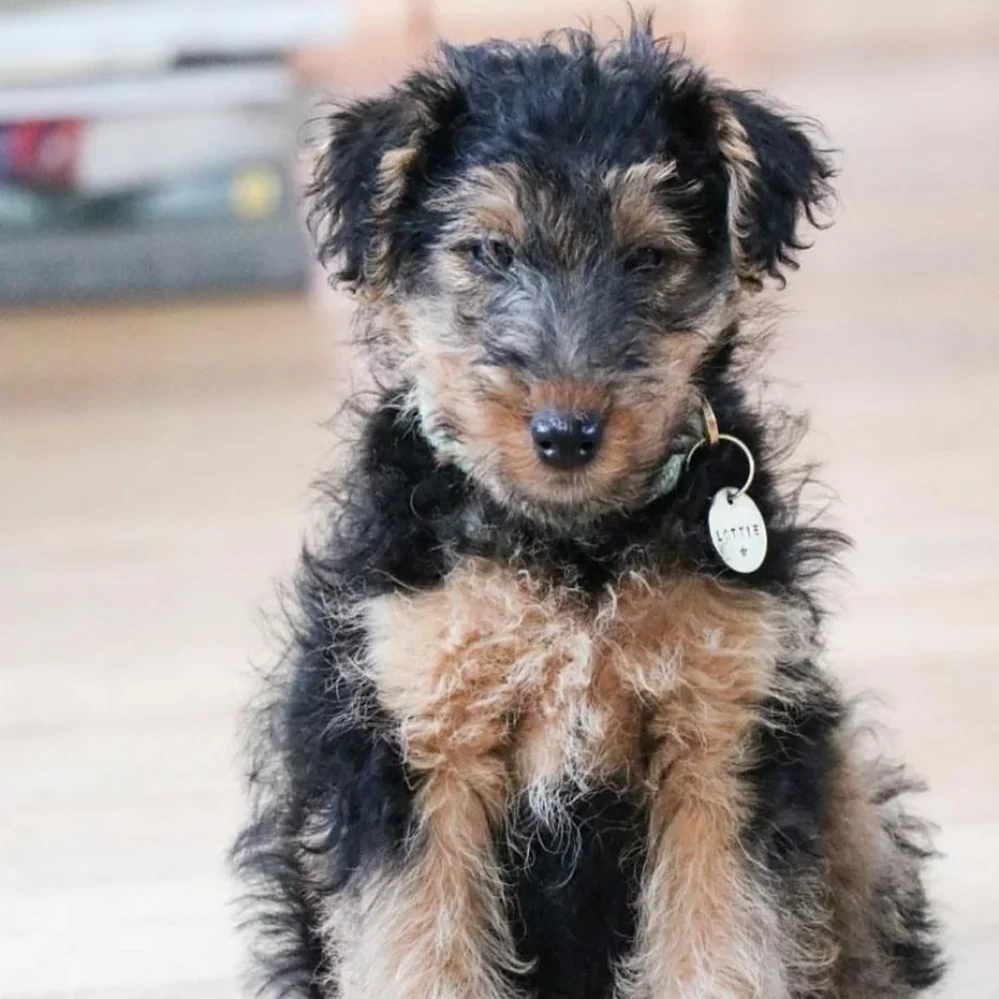 welsh terriers for sale