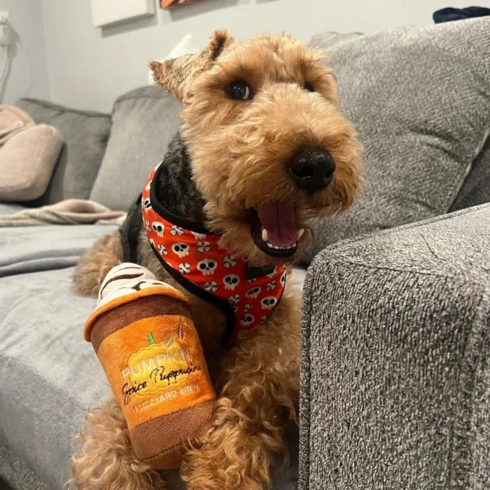 swan creek welsh terriers