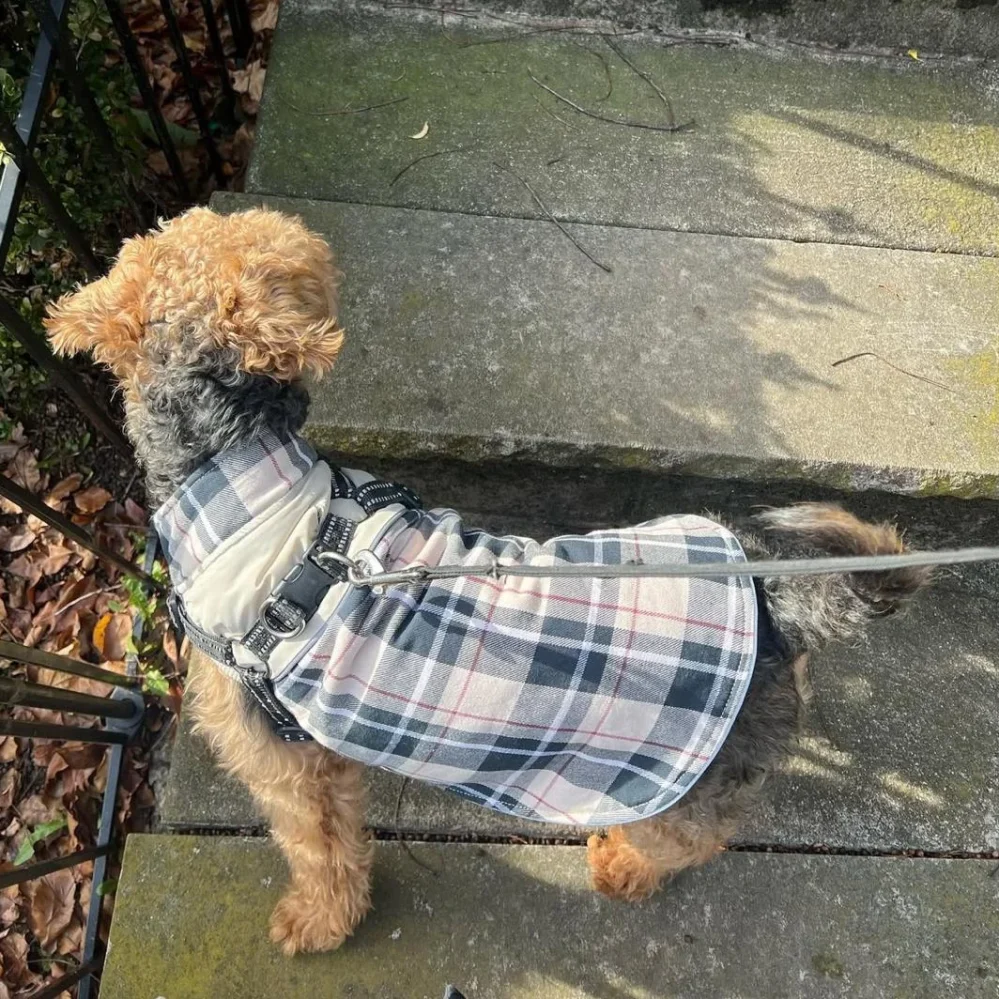 welsh terriers breeders
