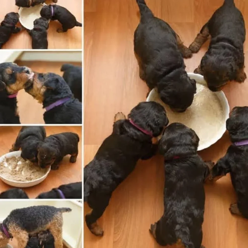 pictures of welsh terriers