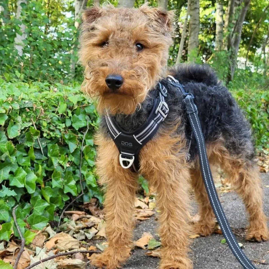 WELSH TERRIER PUPPY