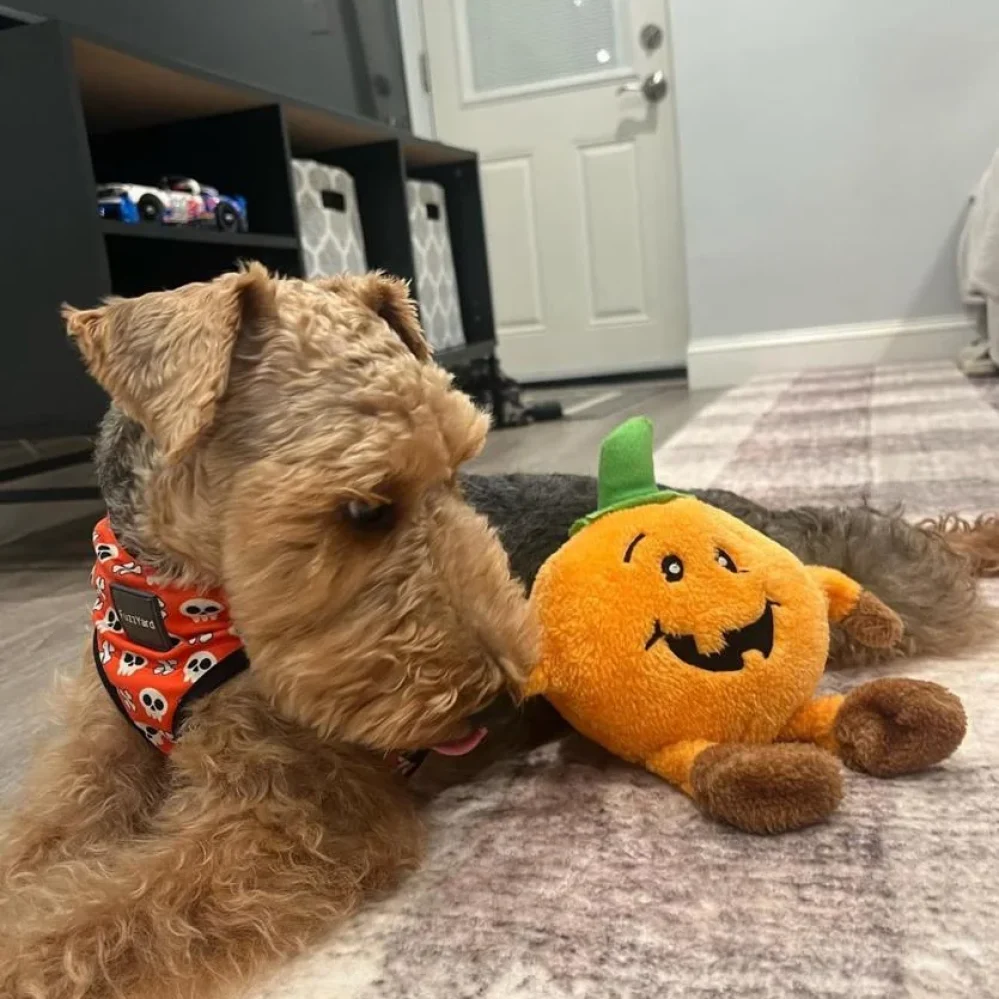 swan creek welsh terriers